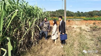 香屯街道加强农产品质量检查，护航舌尖上的安全