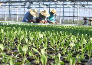 有志于有机农产品种植的看过来丨有机蔬菜怎么种 初级农产品