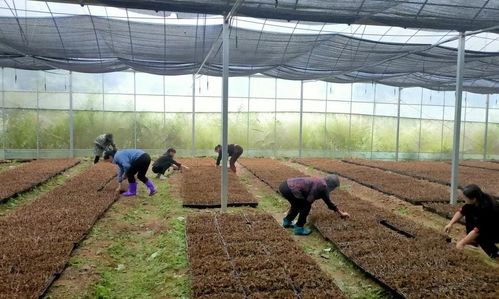 芦溪农村电商 以科技创新点亮扶贫之路，擦亮初级农产品金名片