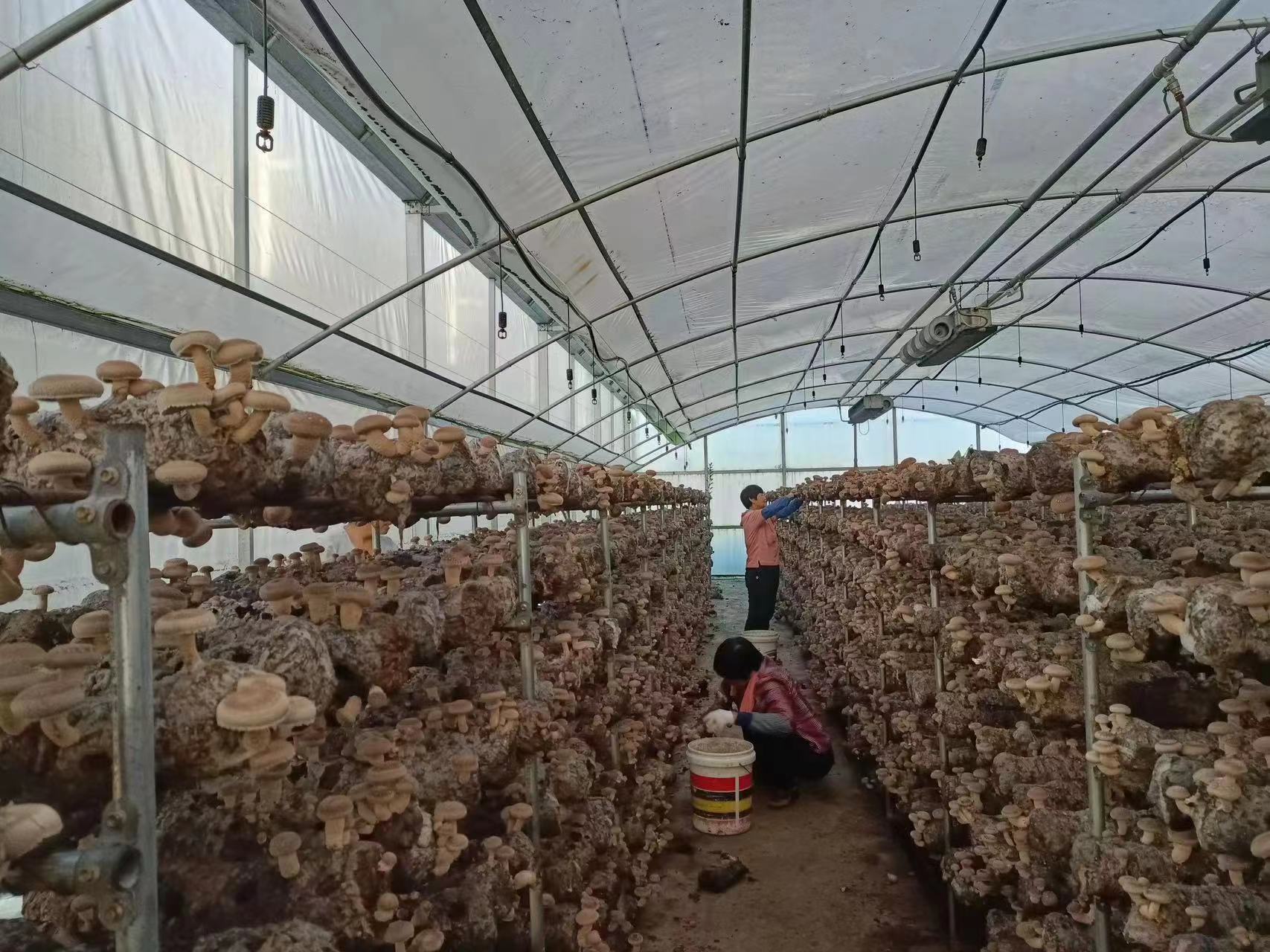 从“香菇村”到“香菇县” 远安香菇的蝶变之路，香飘海内外