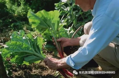 农产品的营养流失与有机食品的未来之路