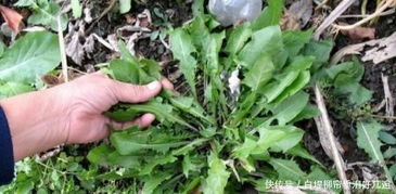 农产品价格持续低迷农民欲哭无泪？掌握这几招，初级农产品也能帮你赚钱