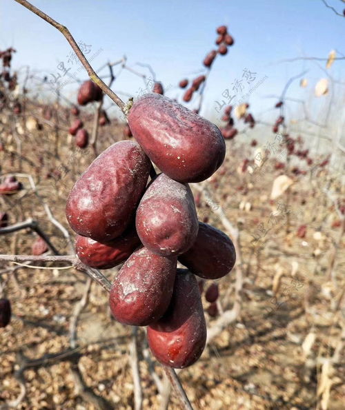 新疆和田大红枣 天然美味的健康零食
