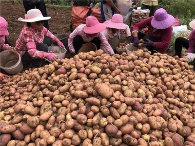 搭乘电商快车，大姚'黄金薯'热销全国
