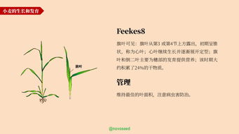 农产品基础知识系列 大豆与小麦的一生——初级农产品篇