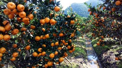 江西山药 赣鄱大地的自然馈赠与初级农产品瑰宝